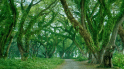 Empat Pilihan Wisata Banyuwangi untuk Akhir Tahun